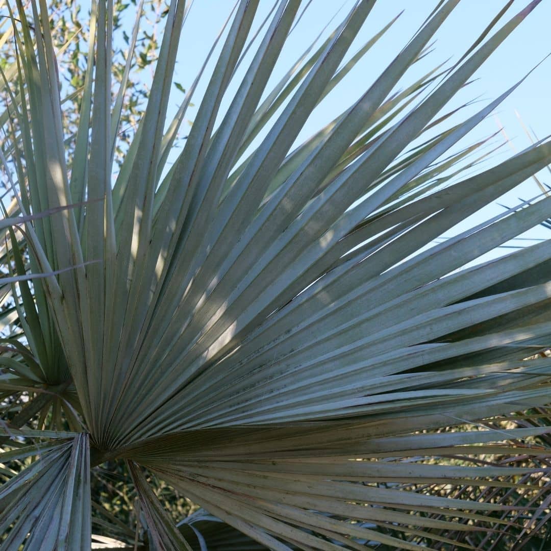 comment cultiver le brahea armata le palmier bleu du mexique un des palmiers les plus rustiques du monde vegetal