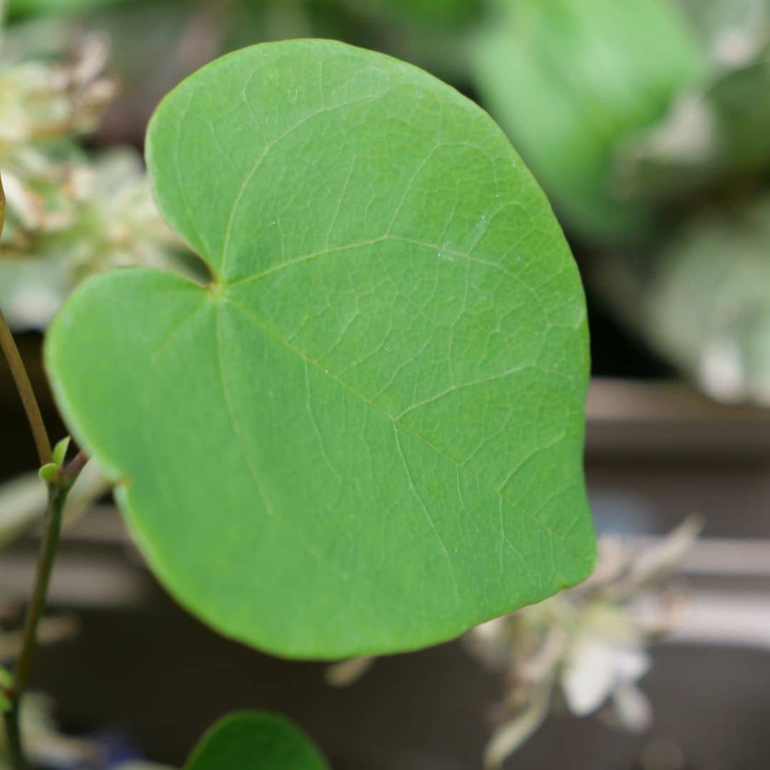 comment cultiver le cercis canadensis à partir de graines