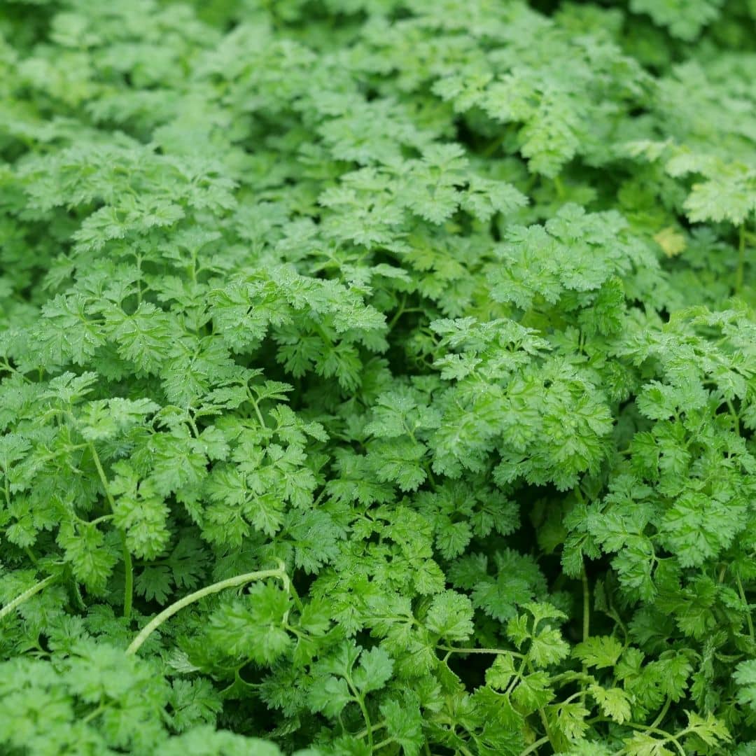 comment cultiver le cerfeuil commun à partir des graines de monde vegetal
