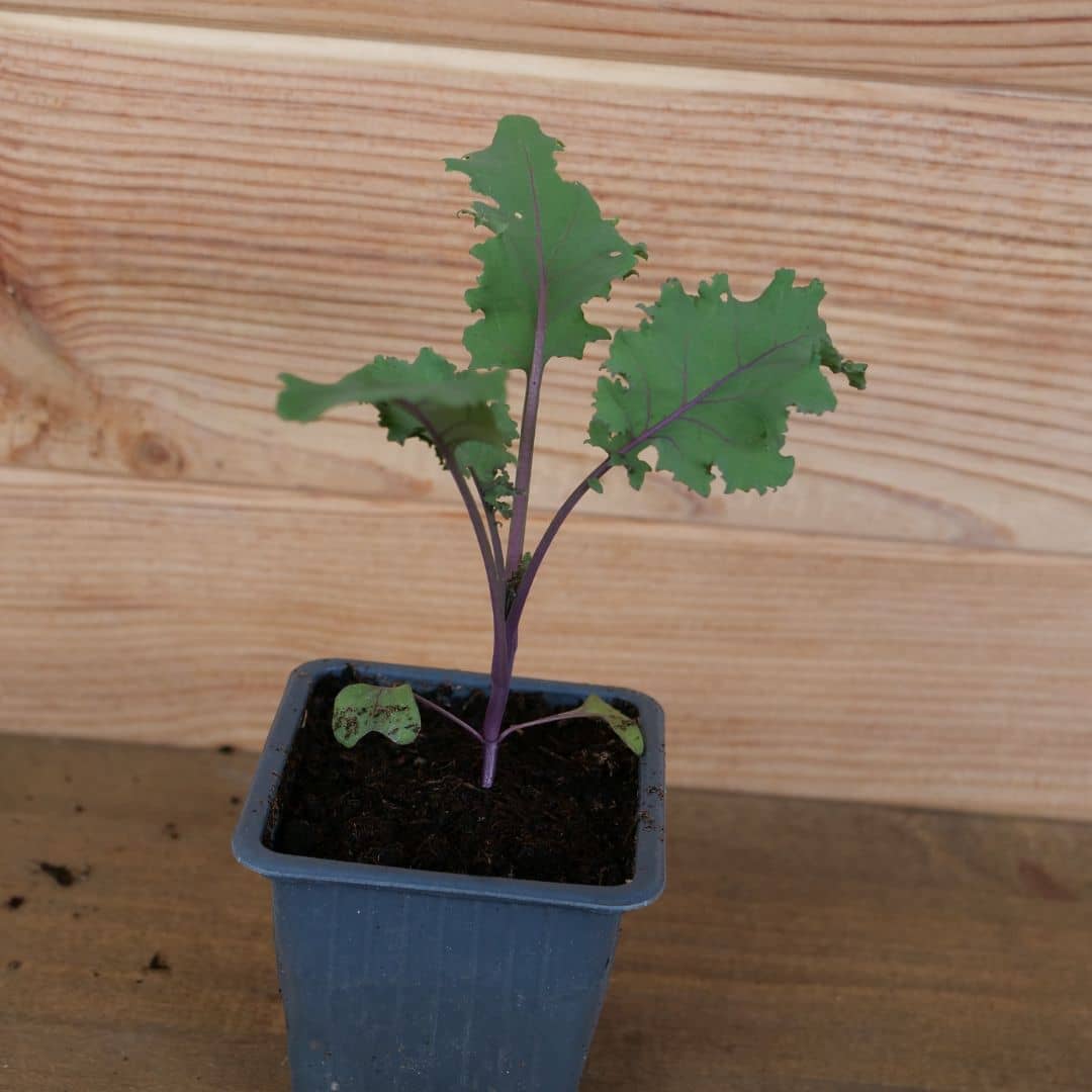 comment cultiver le chou kale rouge scarlet avec monde vegetal