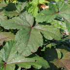 comment cultiver le gombo rouge  Abelmoschus esculentus Red Burgundy