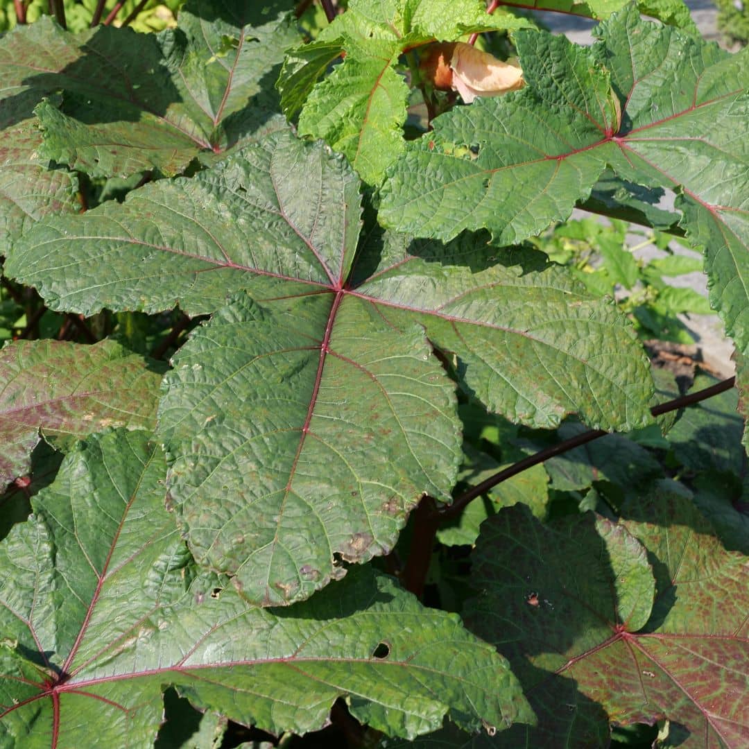comment cultiver le gombo rouge  Abelmoschus esculentus Red Burgundy