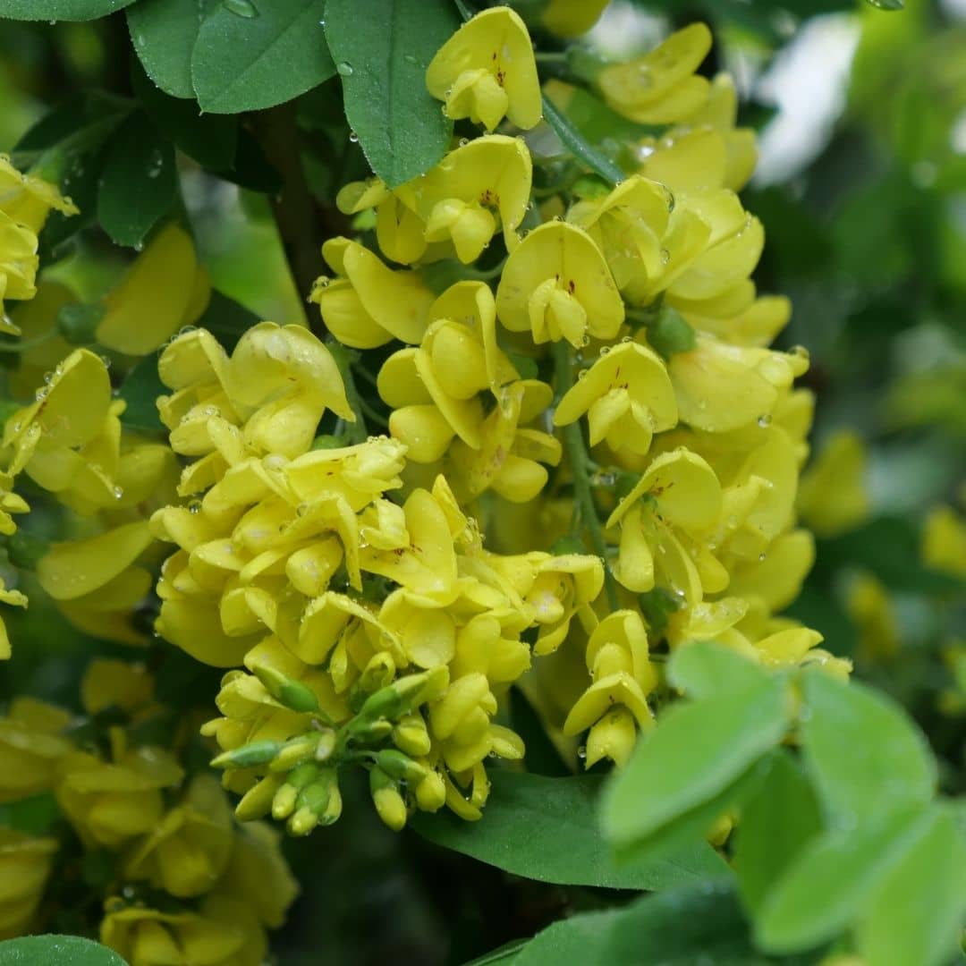 comment cultiver le laburnum anagyroides cytise faut ébénier avec les conseils de culture de monde vegetal