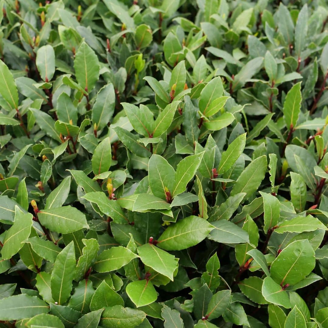 comment cultiver le laurier sauce laurus nobilis