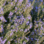 comment cultiver le romarin rampant avec monde vegetal