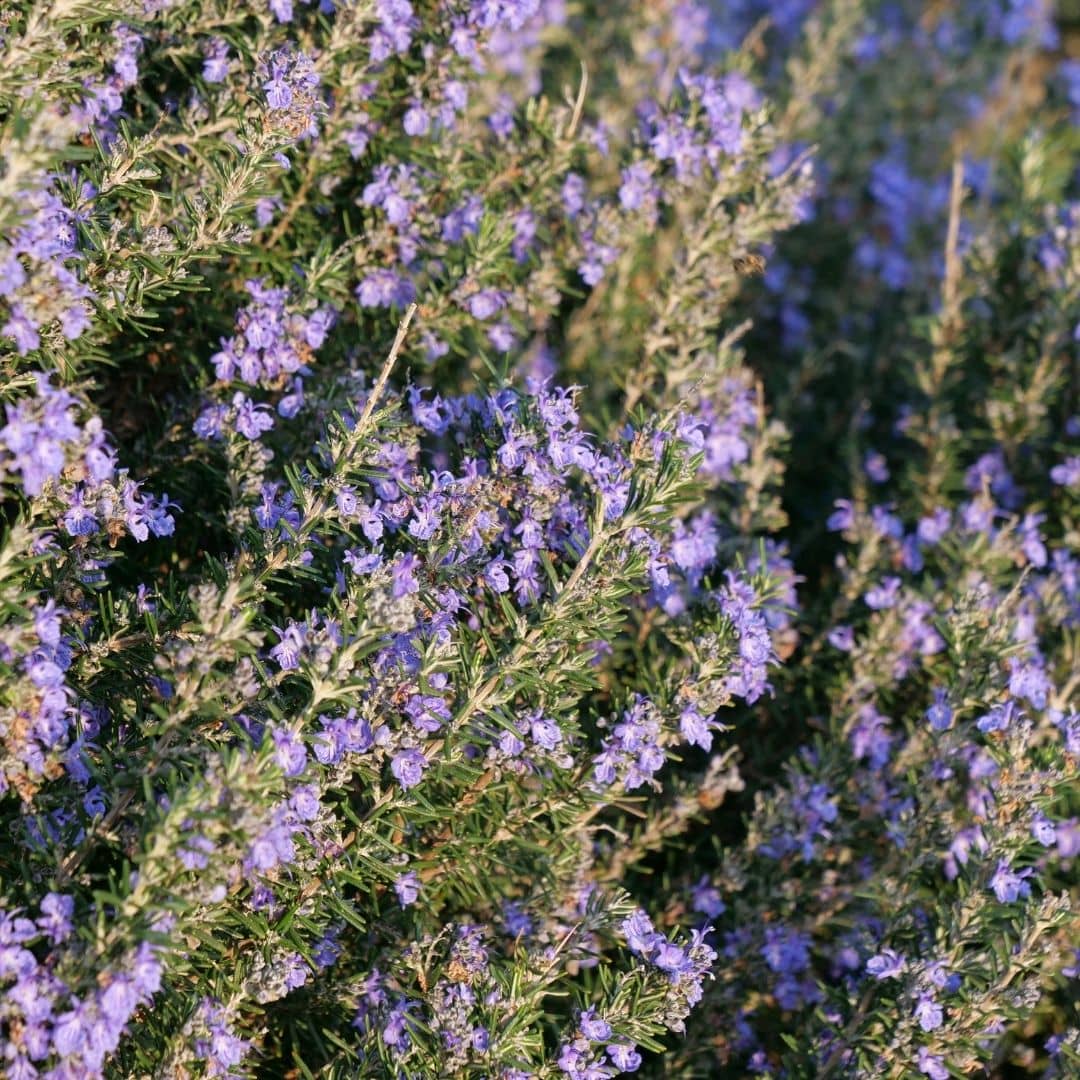 comment cultiver le romarin rampant avec monde vegetal