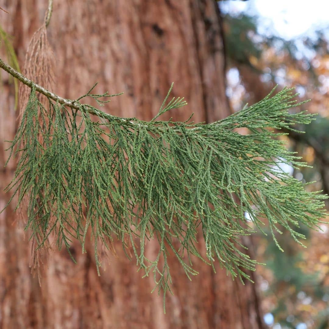 comment cultiver le séquoia géant avec monde vegetal