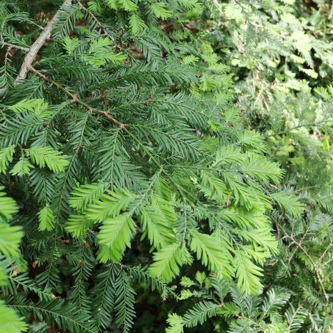 comment cultiver le sequoia sempervirens avec les conseils de culture de monde vegetal