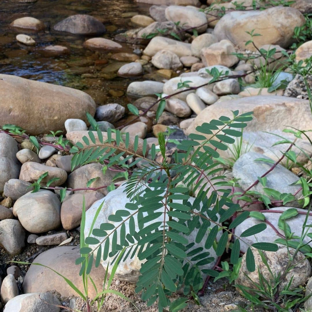 comment cultiver le sesbania punicea avec les conseils de culture de monde vegetal