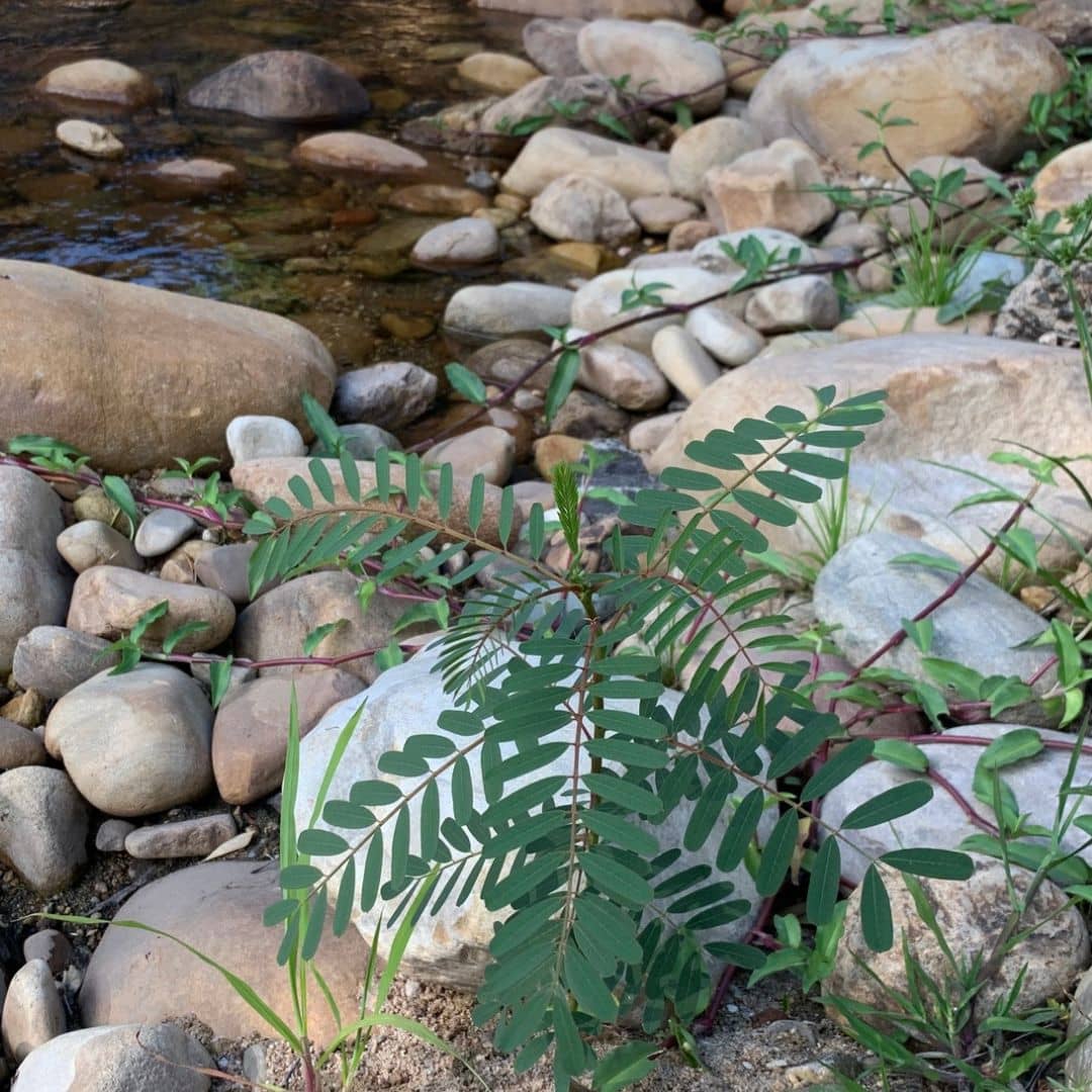 comment cultiver le sesbania punicea avec les conseils de culture de monde vegetal