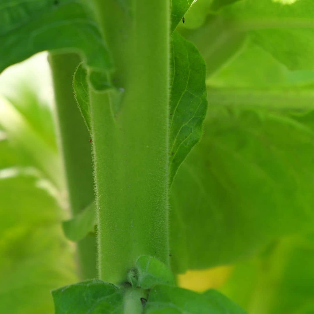 Tabac cultivé (Nicotiana tabacum)