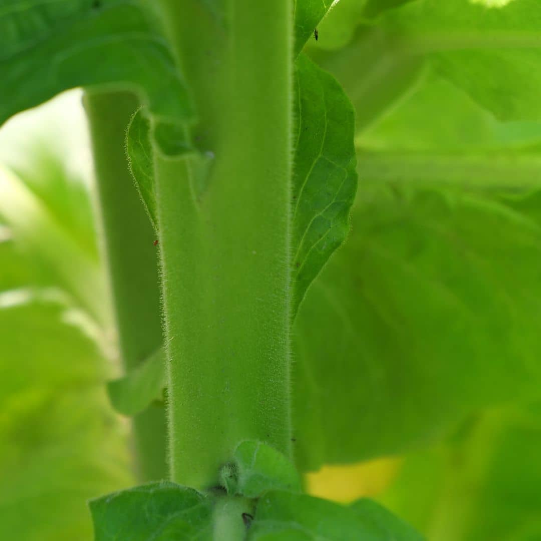GRAINES - Tabac Cultivé (Nicotiana tabacum)