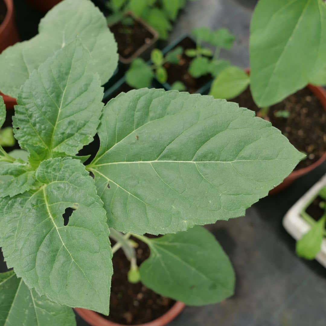 comment cultiver le tournesol géant à partir de ses graines pour un potager d'exception
