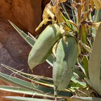 comment cultiver le yucca baccata plante résistante sur le chaud et le sec parfaite pour talus