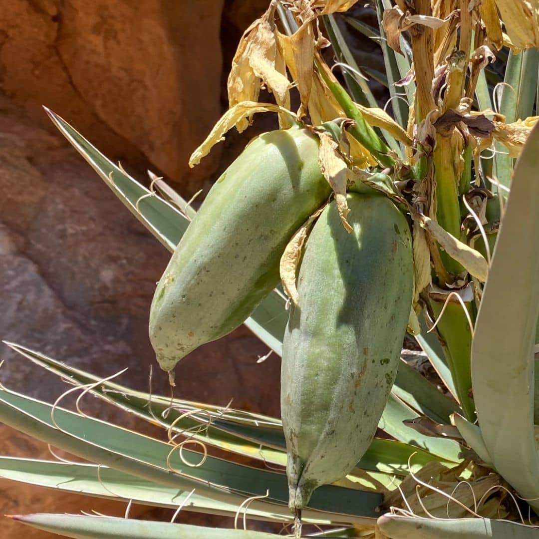 comment cultiver le yucca baccata plante résistante sur le chaud et le sec parfaite pour talus