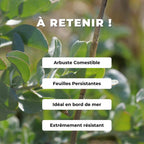 comment cultiver les graines d'arroche marine atriplex halimus semer et faire pousser