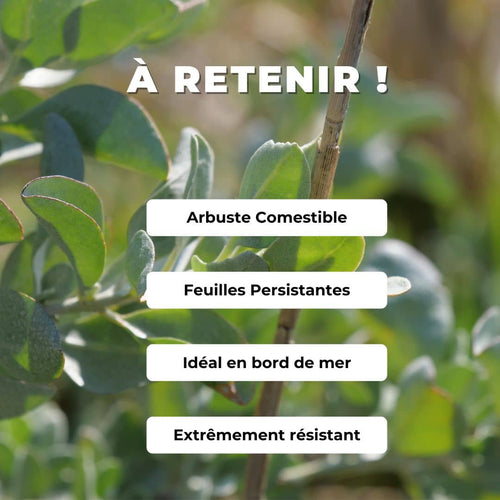comment cultiver les graines d'arroche marine atriplex halimus semer et faire pousser