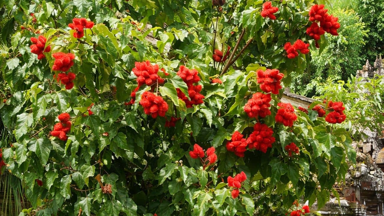 GRAINES - Roucou (Bixa orellana)