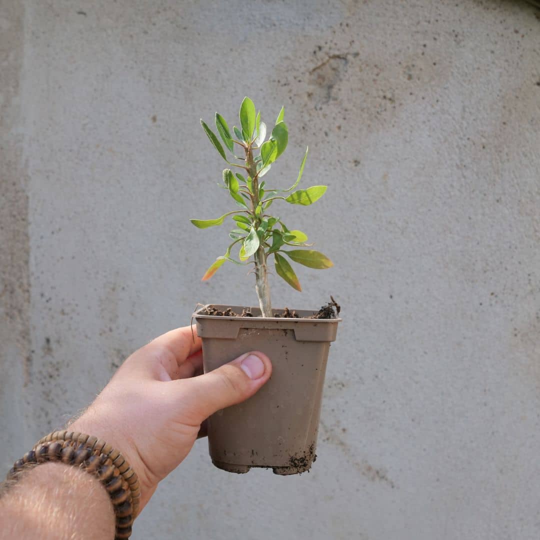 comment cultiver un plant de Fouquieria splendens ocotillo une plante xérophyte rare et mystérieuse