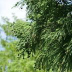 comment cultiver un plant de cryptomeria japonica grand conifère de collection monde vegetal