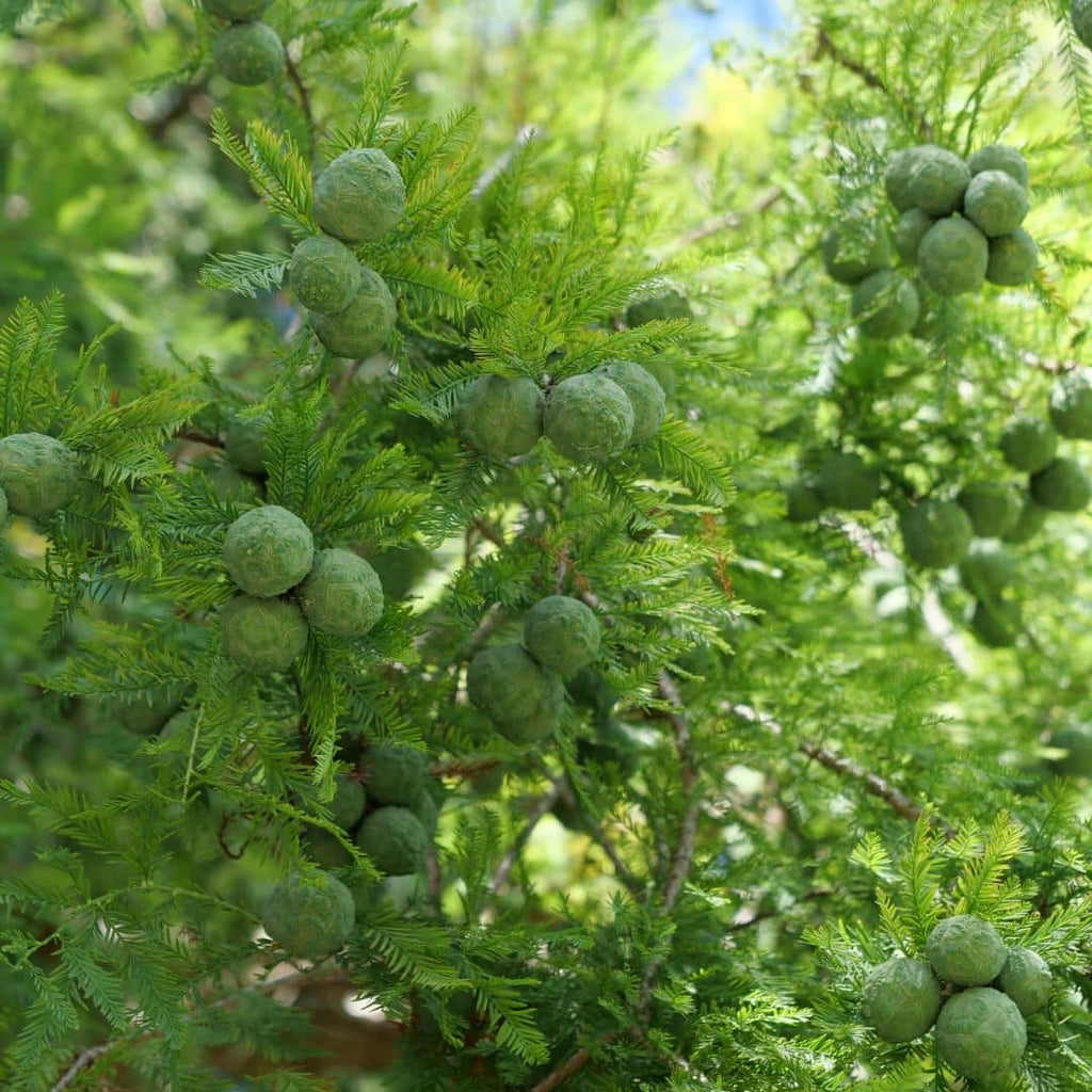 comment faire germer des Taxodium distichum 
