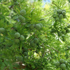 comment faire germer des Taxodium distichum 