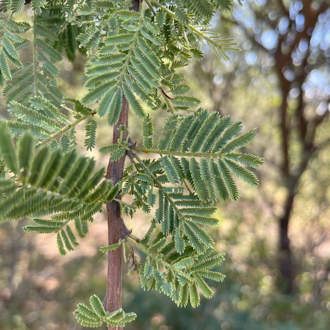 comment faire germer des graines d'acacia faux gommier