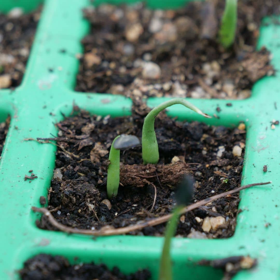 comment faire germer des graines d'agave havardiana et obtenir des jeunes plantules d'agave d'havard
