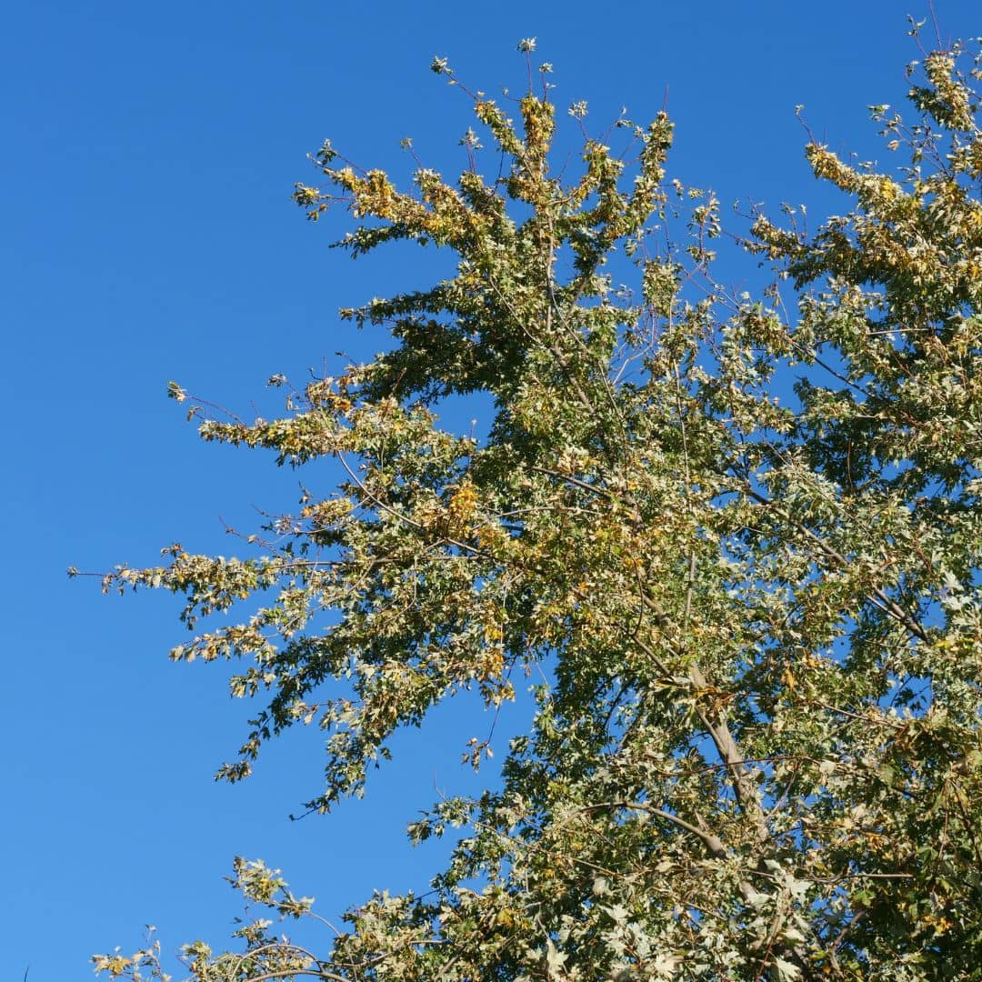 comment faire germer des graines d'érable argenté avec monde vegetal