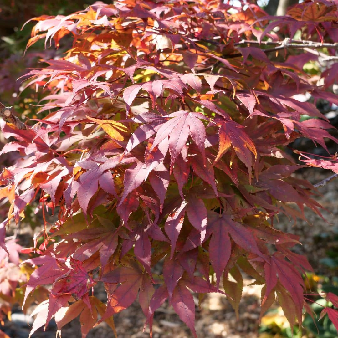 comment faire germer des graines d'érable du japon atropurpureum avec les conseils de culture de monde vegetal