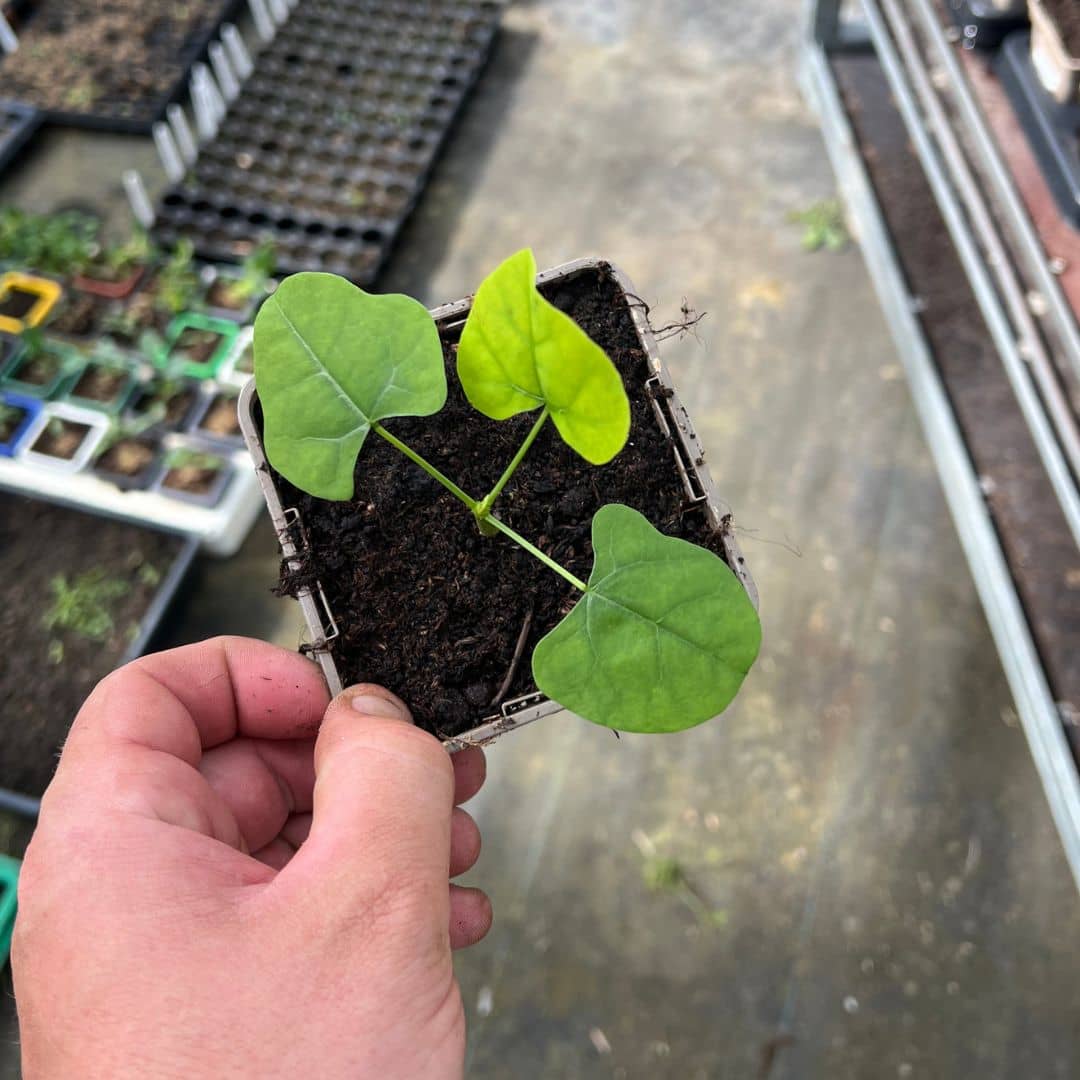 comment faire germer des graines d'erythrina caffre arbre corail à collectionner