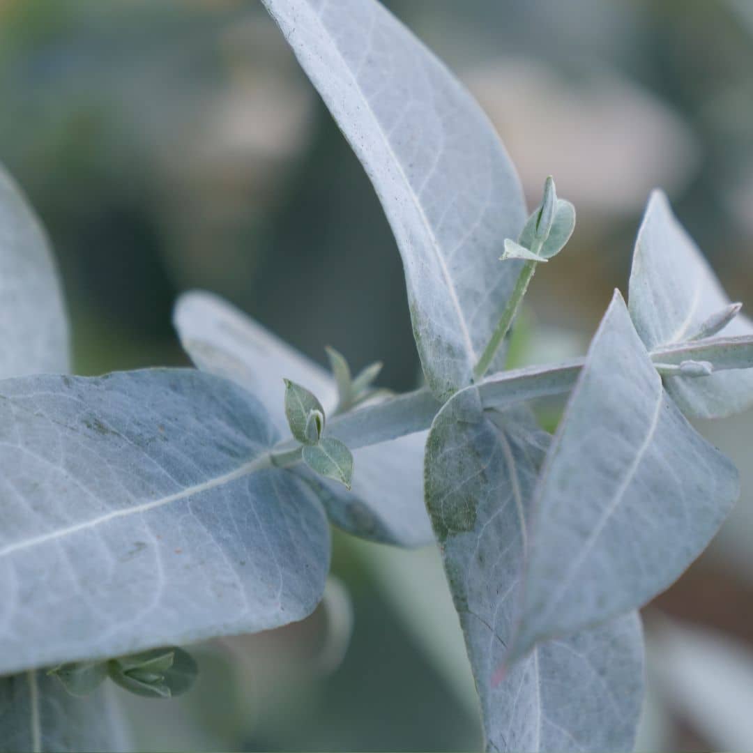 comment faire germer des graines d'eucalyptus globulus et le cultiver