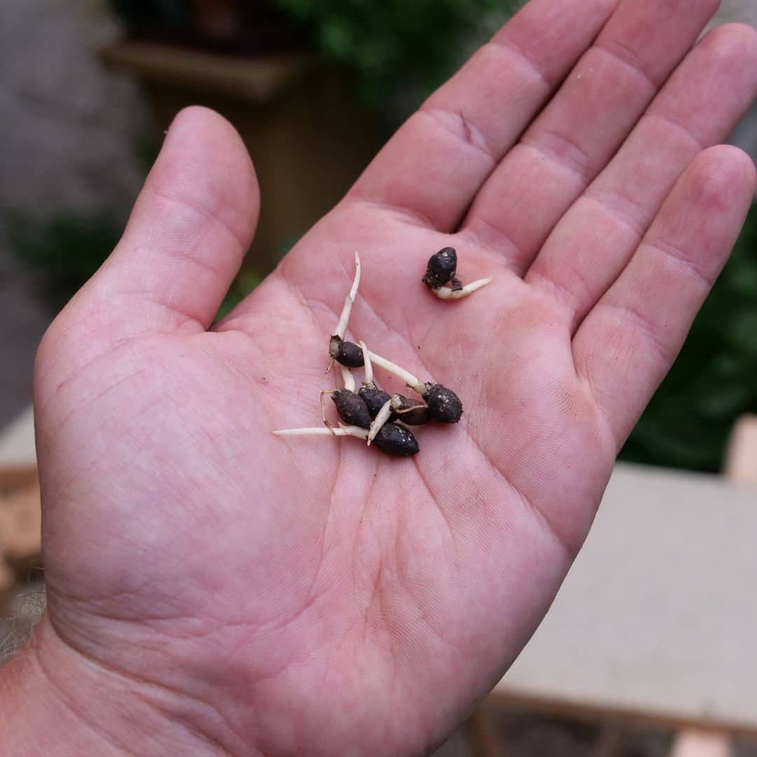 comment faire germer des graines de Cyrtostachys renda palmier rouge avec les conseils de culture de monde vegetal