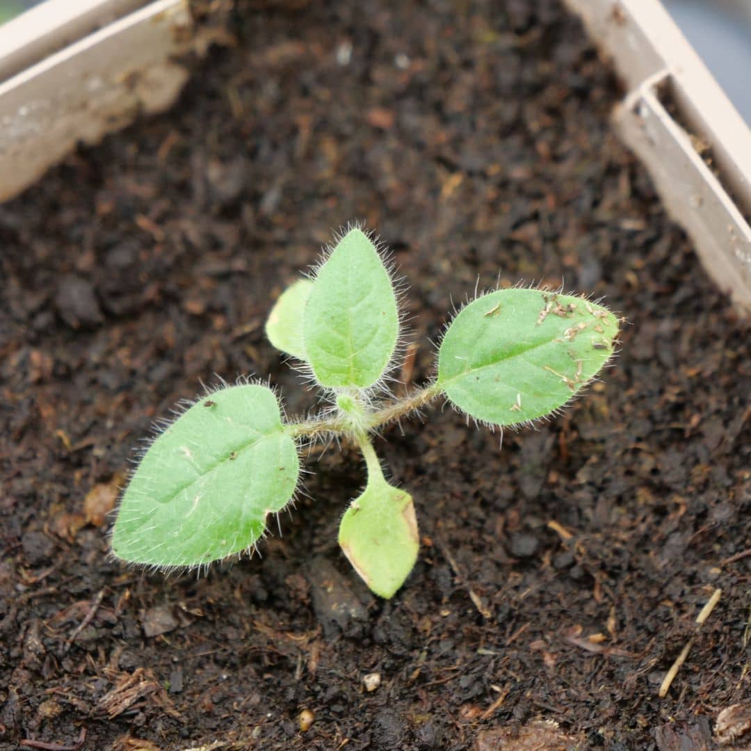 comment faire germer des graines de Narangille Solanum quitoense