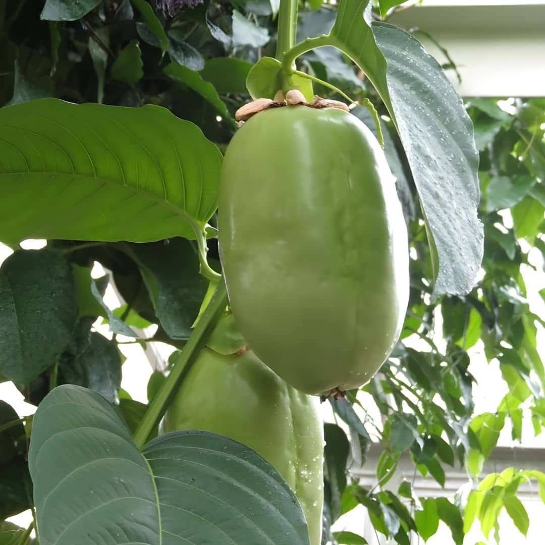 comment faire germer des graines de barbadine géante passiflora quadrangularis monde vegetal