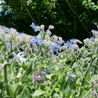 comment faire germer des graines de bourrache borago officinalis à cultiver