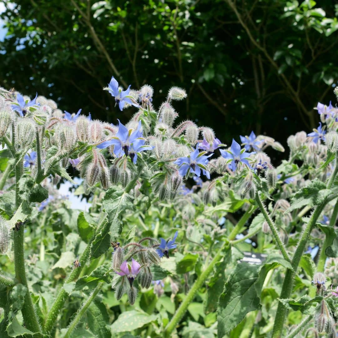 comment faire germer des graines de bourrache borago officinalis à cultiver