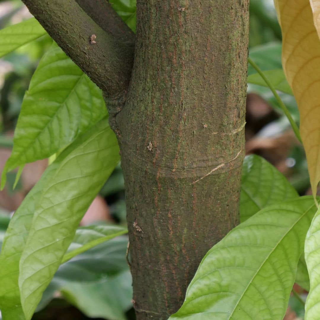 comment faire germer des graines de cacaotier monde vegetal