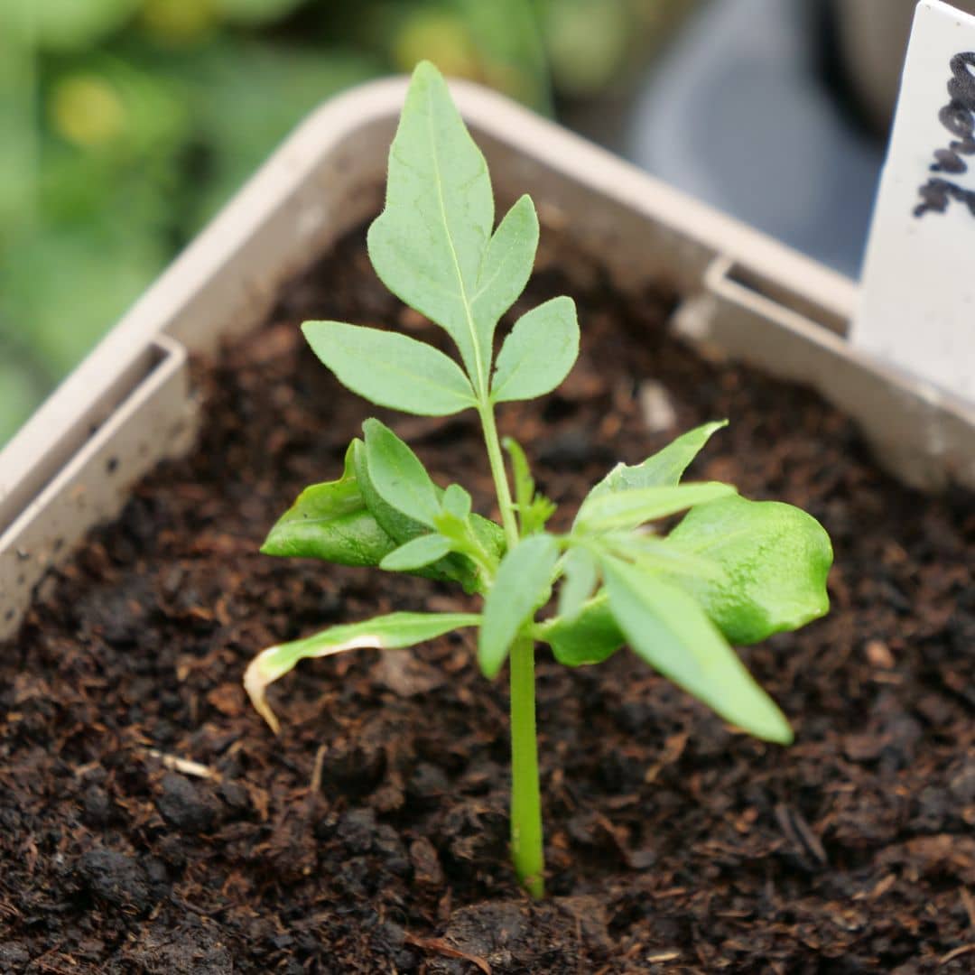 comment faire germer des graines de cedrela odorata le cèdre rose avec les conseils de culture de Monde Végétal