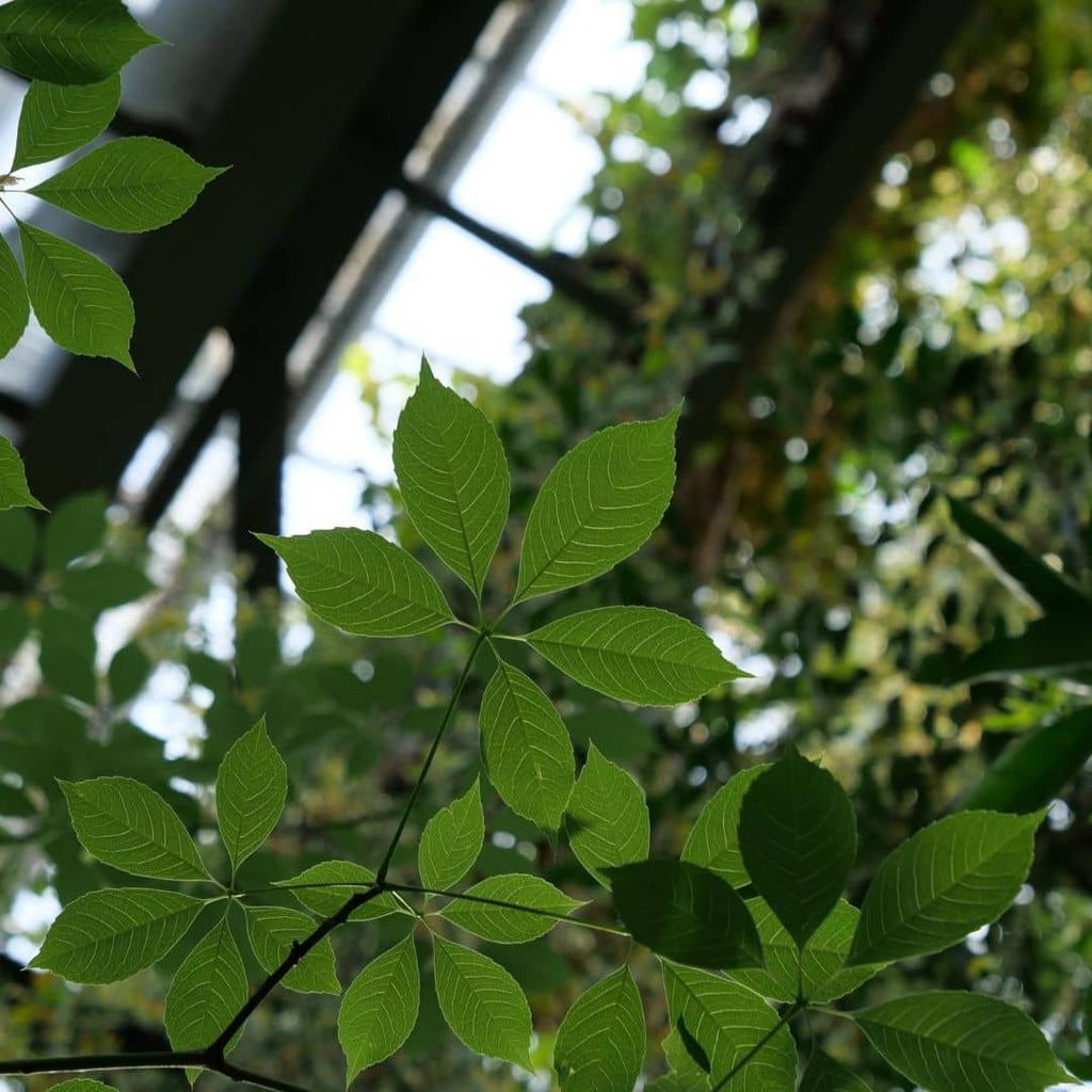 comment faire germer des graines de ceiba speciosa