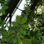 comment faire germer des graines de ceiba speciosa