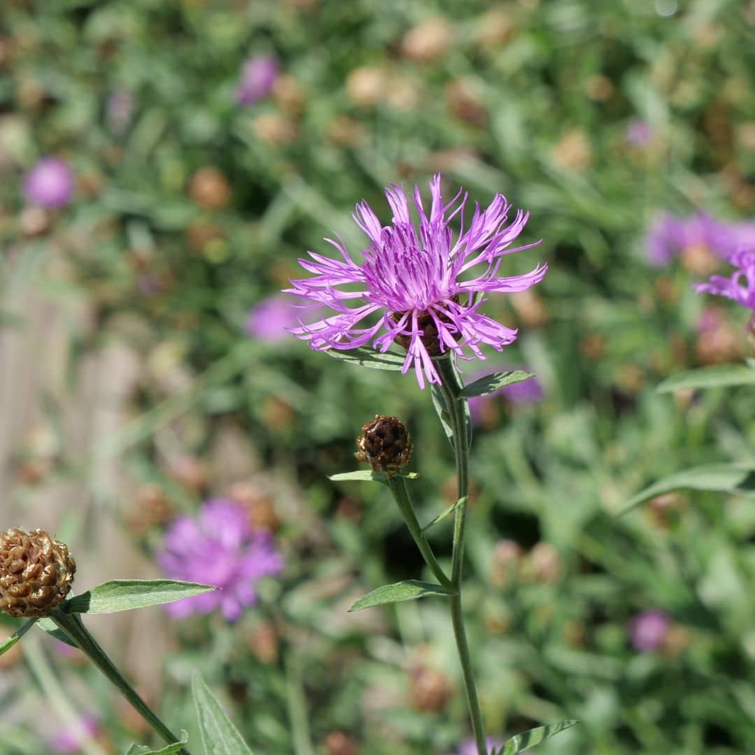 comment faire germer des graines de centaurea jacea et comment la cultiver avec monde vegetal