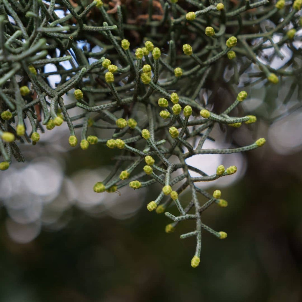 comment faire germer des graines de cyprès de l'arizona avec les conseils de culture de monde vegetal