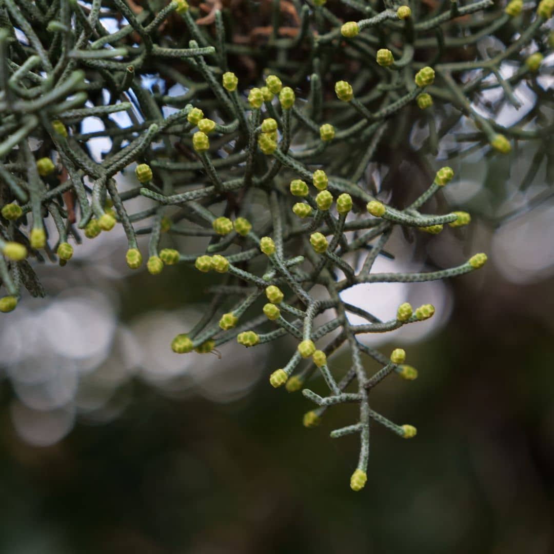 comment faire germer des graines de cyprès de l'arizona avec les conseils de culture de monde vegetal