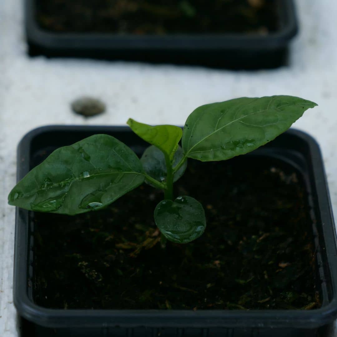 comment faire germer des graines de fruit de la passion passiflora edulis grenadille