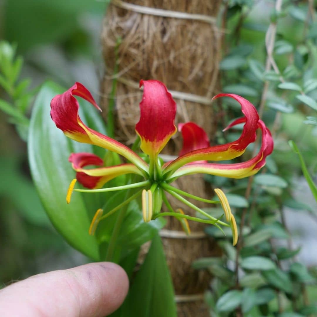 comment faire germer des graines de gloriosa superba et cultiver le lis de malabar avec monde vegetal
