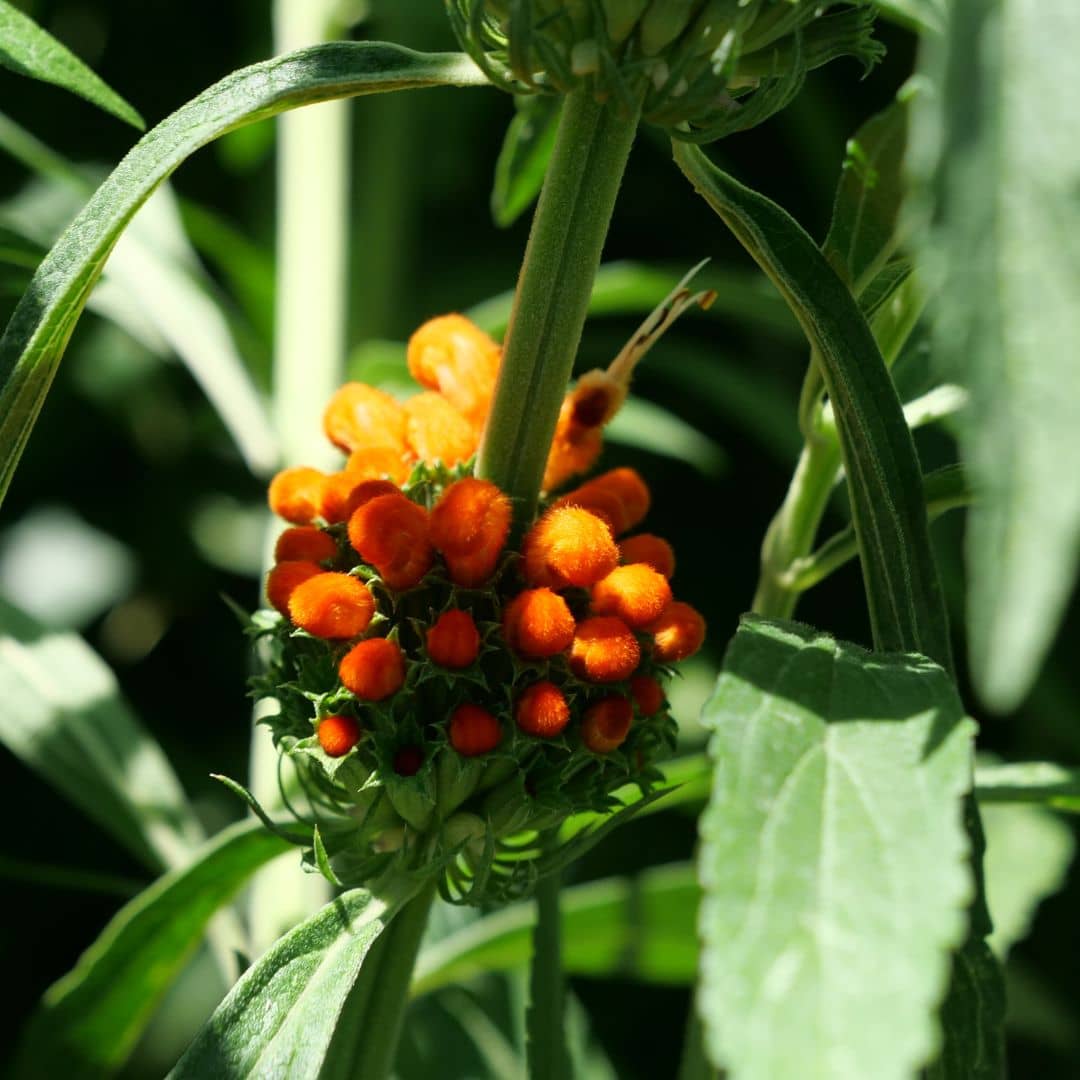 comment faire germer des graines de leonotis leonurus avec monde vegetal