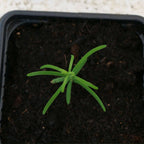 comment faire germer des graines de metasequoia glyptostroboides grand conifère rare