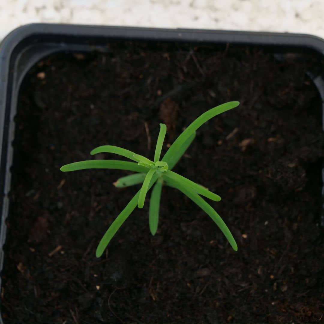 comment faire germer des graines de metasequoia glyptostroboides grand conifère rare