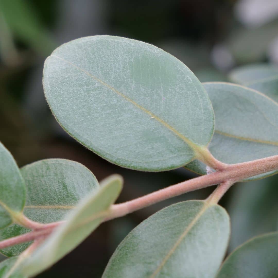 comment faire germer des graines de metrosideros tomentosa